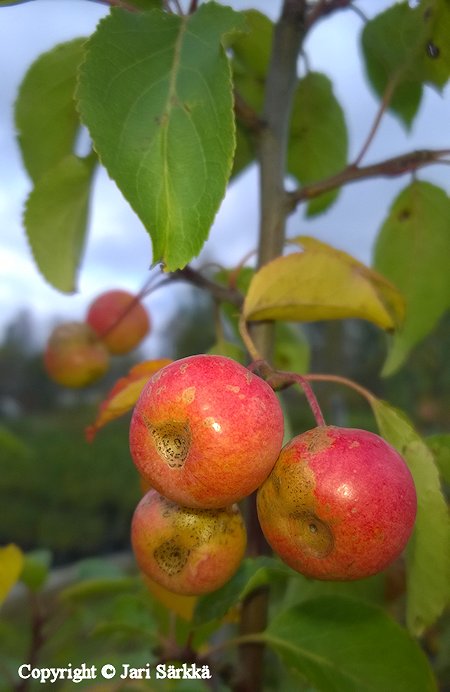 Malus 'Peräpohjola', koristeomenapuu